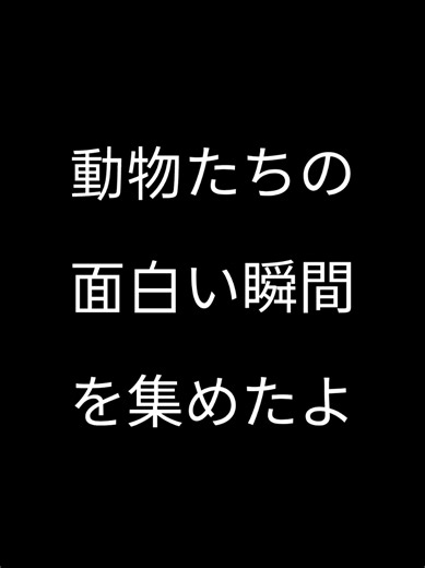 可愛い猫と犬の面白い動画集