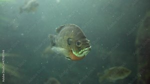 Bluegill Fish Swim At The Florida Aquarium In Tampa, Florida, USA. - close up
