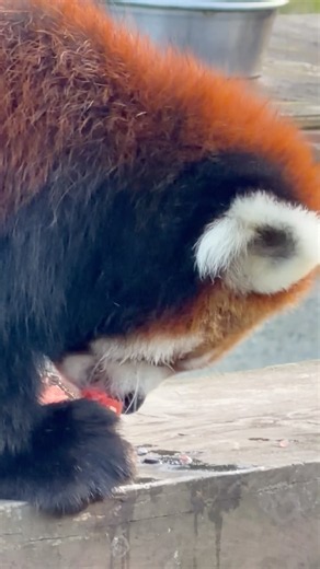 #shorts 当たりが出てもう一本貰ったスイカ串 夢中で食べるひなたくん レッサーパンダ 大森山動物園にて 2026年8月11日