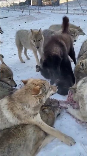 What Happens When a Wolf Pack Finds Food? 🐺❄️ #wildwolves