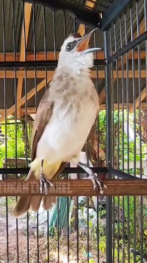 Trucukan Gacor Merdu dan Kicauan Seru 2024