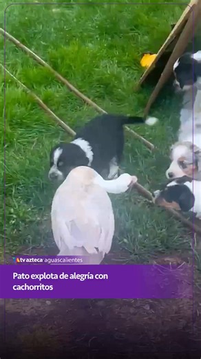 1.5M views · 86K reactions | Pato explota de alegría con cachorritos Un pato no pudo contener la emoción cuando se reencontró con sus amigos cachorritos, estallando de pura felicidad. 閭 #Animales #Viral #Naturaleza #Tiernos #Mascotas | TV Azteca Aguascalientes | Facebook