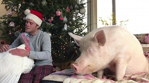 308K views · 24K reactions | My dad is trying to negotiate with me so I’ll go outside, but Cornelius is running interference because I’m not really feeling it. | Esther the Wonder Pig | Facebook