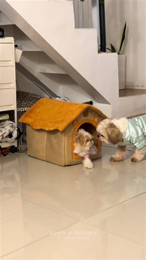 Sammy and Cheesecake's Hilarious Moments