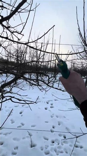 Pruning apple trees