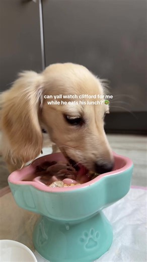 Mini Dachshund Enjoys