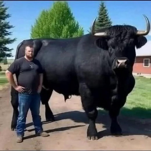 I recently spent $6,500 on this registered Black Angus bull. I put him out with the herd but he just ate grass and wouldn't even look at a cow. I was beginning to think I had paid more for that bull than he was worth. Anyway......I had the Vet come and take a look at him. He said,, the bull...Brilliant continuation in the first comment 👇👇 | Comedy Story