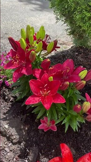 Asiatic Lily the best Perennial plant to add in your garden