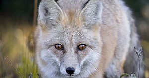 WA considers listing Cascade red fox as threatened subspecies
