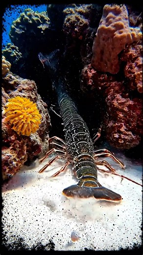Catching a Giant King Crab Underwater 🦀🌊 #4kwildlife #fishing #crab 2 #crustacean #seafood #lobster