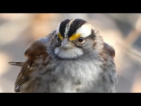 White-throated sparrow call / song / sounds