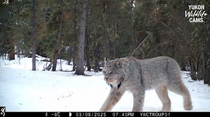 66K views · 3.5K reactions | Lynx bookend the activity at this location during the first week of March with a deer, coyote, and snow white hare sandwiched in between. #yukonwildlife | Yukon Wildlife Cams | Facebook