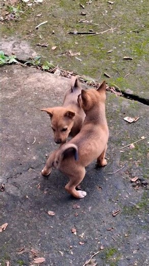 Hilarious Dog Reactions That Will Have You Laughing!