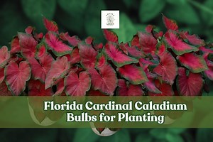 White Caladium Bulb: Heart-shaped Foliage, Shade Garden Plant - Etsy