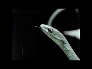 Wildlife Wonders: Animal Camouflage & Hide-and-Seek in Nature