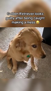 Guilty Golden Retriever Makes a Mess - Cute Dog Reaction