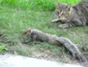 猫がリスで遊んでる、リス瀕死の状態。