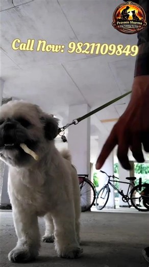Lhasa Dog Hold Command Training | #shorts #youtubeshorts #viralshorts #dogtraining #smartdog