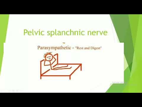 Parasympathetic Pathways: Demystifying the Pelvic Splanchnic Nerve