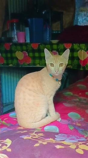ফানি কন্টেন আপনি কোন জায়গায় থাকেন🐱🥰🥰😂😂 #vlogwithsohelvillagelifestyleinbangladeshbeautiful