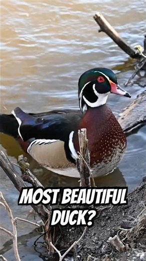 Most Beautiful Duck in the World? 🦆✨