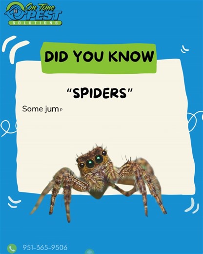 🕷️ Did You Know? Some jumping spiders can actually see in color — a rare ability among insects and arachnids! 🌈 Unlike most spiders, which mostly perceive light and dark, these tiny hunters can detect reds, greens, and blues. This incredible vision helps them spot prey, recognize mates, and navigate their world with precision. So next time you see a little jumper in your garden, remember: it’s not just cute — it’s a master of sight and stealth! 👀 These are the areas we service: 📍 Temecula – 