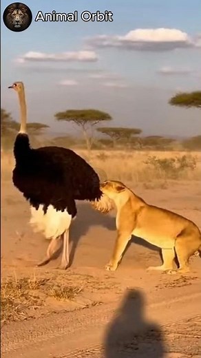 Rhino Saves Ostrich from Lion Attack! Intense Wildlife Battle