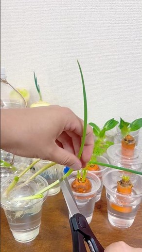 How to Grow Green Onions in Water: Harvest in Just 6 Days #diy