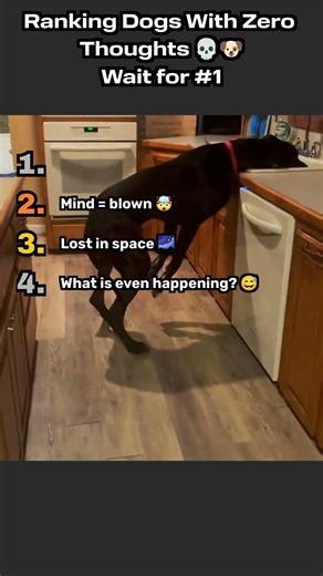 Ranking the Dumbest Dogs Ever 💀🐶 | Funniest Dog Moments