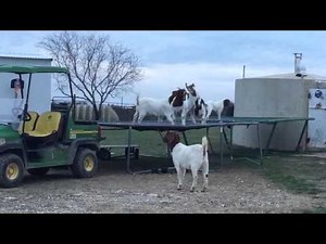 6 Goats Jumping on a Trampoline
