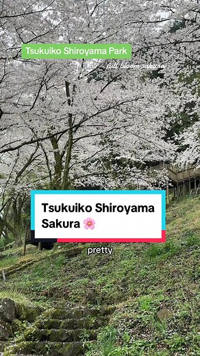 Would you travel 90min from Shinjuku Station for this? 😆 Imho it’s 10000% worth it if it means not having to deal with the crowds in central Tokyo 🤭 The weather has been such a mess this year I think we were all a bit worried about the somei yoshino sakura, but the full bloom at this park in Kanagawa is absolutely stunning right now 🌸🌸🌸💓💓💓 📍 Tsukuiko Shiroyama Park, Kanagawa 📍 Google map code: H7JJ QQ Sagamihara, Kanagawa, Japan 🗺️ Take bus from Hashimoto Station 🎥 5 April 2024 #japa