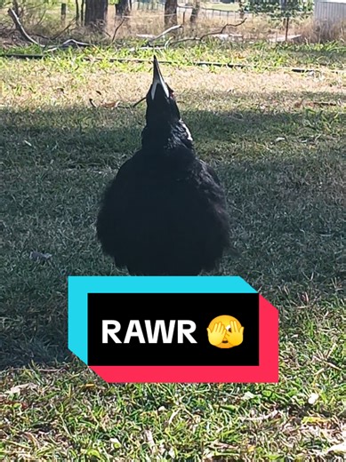 Understanding Australian Magpies and Their Behavior