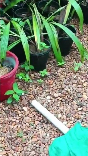 How to Build an Orchid Tower for a Stunning Vertical Garden