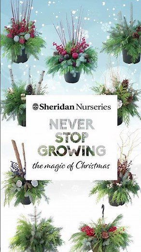 Sheridan Nurseries Christmas Urn Arrangements