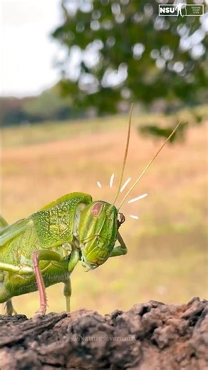 When Nature Jumps! 🦗 The Secret Life of a Grasshopper | निसर्गाचा उडीबाज हिरो!”
