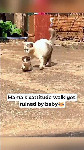 Mama cat's cattitude ruined by baby 😺 #cats #cat