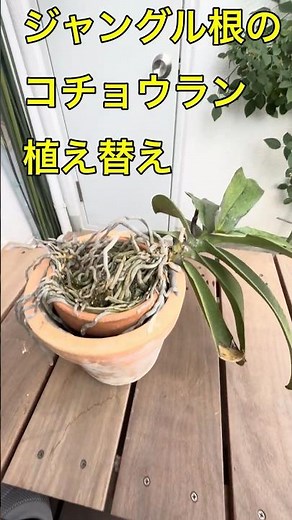 何年放置したらこうなるのか？！ジャングル根のコチョウラン植え替え#コチョウラン#胡蝶蘭#胡蝶蘭の育て方#植え替え#shorts #園芸 #庭作業