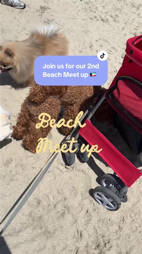 Dogs of Kuwait 🐾😍🥰 Join us for our 2nd beach meet up this Friday Dm 🌸#kuwait #dogsofttiktok #meetup #dogmom#creatorsearchinsight