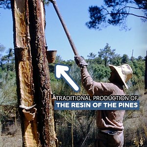 Resin collection and utilization 🌳 | Eugenio Monesma Documentaries