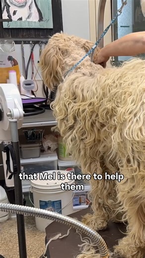 I Guessed This Shelter Dog's Name…Watch His Emotional Reaction 💔 | Rocky Kanaka