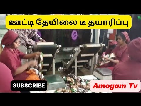 #ஊட்டி #தேயிலை #டீ தூள் #எப்படி தயாரித்து வருகிறது?/#Ooty #Tea powder making video.#Amogamtv
