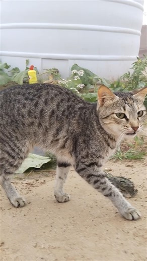 😼cat.😺cat😺#camel #shortvideo #cat