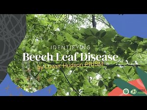 Identifying Beech Leaf Disease (BLD) | NYISAW