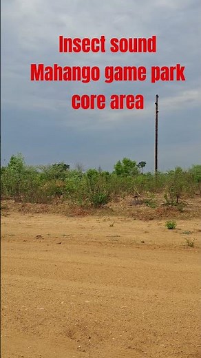 Insect sound #insects #wildlife #World #soundofanimals