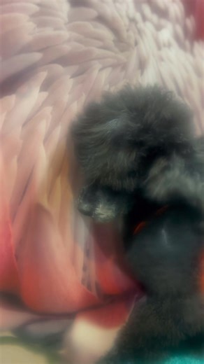 #Prices are estimate as a Guide only. Please NOTE: a 10% #GST will be applied to all payments - #Fullgroom $115 - $225 #Breedspecific •styling - $170 -$320 #Tidygroom (excludes body clip) -$95 - $185 #Bath & #Blowdry - $60 - $100 #Deshedservice - $105 per hour #Prices and #appointment durations differ from dog-to-dog. On consultation, we can discuss your beloved #pets needs and make arrangements that suit you and your #pet. https://www.circleoffluff.com.au/ | Circle of fluff