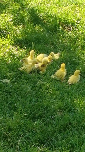 los patitos con su mamá
