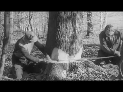 Old Style Felling and Logging with Horses #logging #treefelling #history #earlylogging