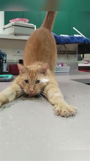 Why Do Cats Love Catnip? 🌿😹