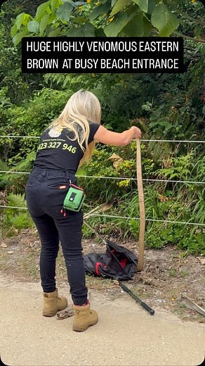 This very large 2m dangerously venomous Eastern Brown had been hanging around the same spot next to the busy main beach access in Bokarina for weeks. I was asked to take it away, but my advice was to give it space and leave it be, as many snakes just come out to bask in the winter sun. Over the last few days however the snake was out all day, in full view, in the same spot, and was not bothered by the many dogs, bikes and people passing by or stopping to look at it. A bit unusual, so today I wen