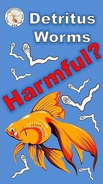 Detritus Worms Harmful? How to get rid of them?👉#goldfishcorner